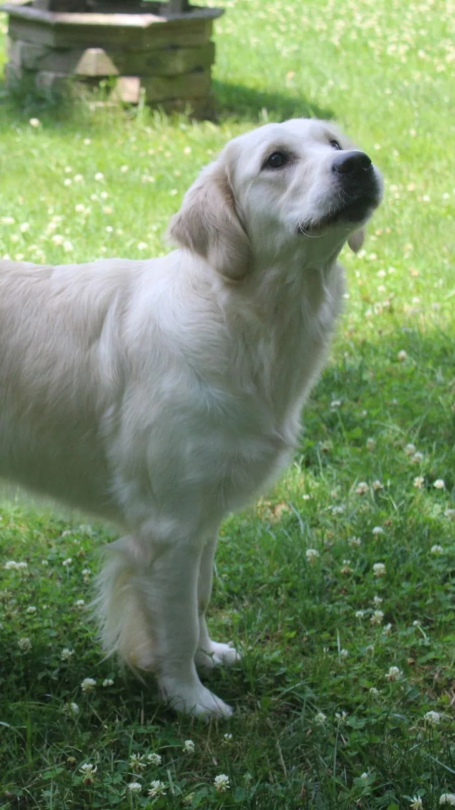 A cream Golden Retriever standing on the lawn